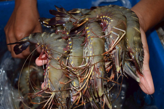 Giá tôm nguyên liệu tăng 10.000 đồng/kg, nông dân tăng tốc sản xuất