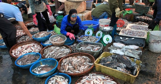5 loại cá bẩn nhất, nhưng lại là loại được nhiều người đi chợ chọn mua, đặc biệt một loại rất được ưa chuộng gọi là "sâm nước"