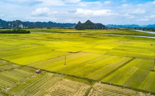 Nhà đầu tư nản lòng vì tích tụ ruộng đất: ‘Cần ngân hàng đất nông nghiệp’