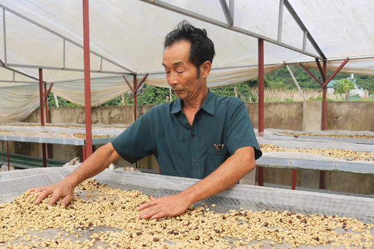 Loại hạt quý của Sơn La khiến lãnh đạo ngành nông nghiệp cũng phải nhờ mua