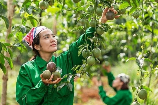 Một cổ phiếu tăng 240% nhờ vườn chanh leo hàng nghìn héc-ta, CTCK khuyến nghị chờ mua