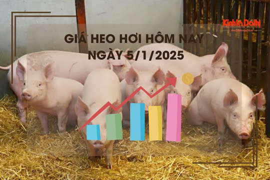 Giá heo hơi hôm nay 5/1: cao nhất 69.000 đồng/kg