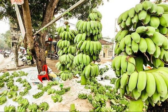 Giải mã nguyên nhân chuối tiêu giá lên tới mấy trăm nghìn dịp cận Tết Nguyên đán 2025