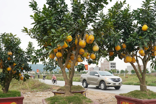 Đào cổ thụ, bưởi cảnh bỏ la liệt bên đường sau Tết, thương lái lỗ tiền tỷ