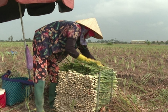 Nông dân Tiền Giang 'bắt sóng' cây trồng mới: Loại cây thơm nức, dễ chăm mà thu hoạch cao gấp 3 lần trồng lúa!