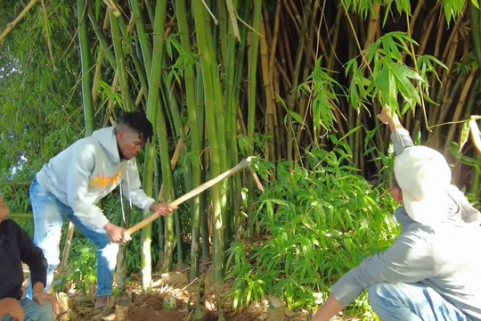 'Team châu Phi' khiến người dân Angola bội phục khi khai thác từ gốc đến ngọn loại cây mọc khắp Việt Nam