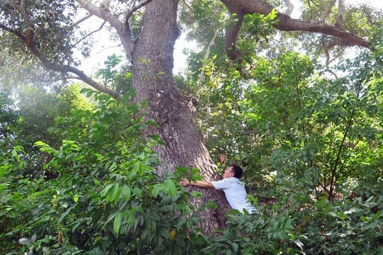 Loài cây quý hiếm nhất thế giới chỉ có tại Việt Nam, cứng như sắt, từng được sử dụng làm kèo cột, đóng giường tủ, tàu thuyền