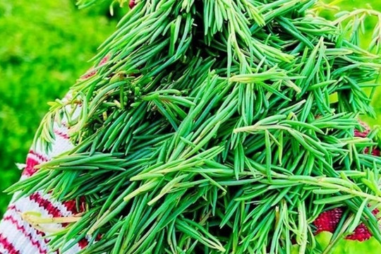 Loại rau nhà nghèo giờ thành 'siêu phẩm', giá 100.000 đồng/kg ai cũng tranh mua