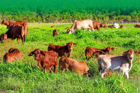 Nối gót Hoàng Anh Gia Lai, Thaco, một 'đại gia' muốn sang Lào nuôi bò quy mô lớn