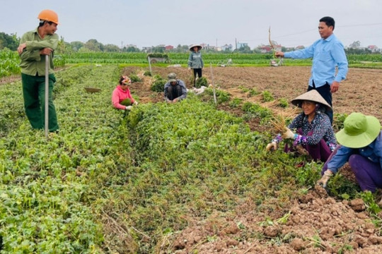 Nông dân Thái Bình đổi đời nhờ trồng 'cây thuốc vàng', có nơi thu hàng chục tỷ mỗi năm: Bà con vui như mở hội