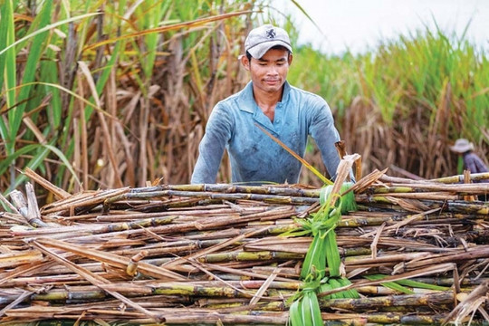 Một doanh nghiệp Indonesia có hành vi lẩn tránh thuế chống bán phá giá của Việt Nam