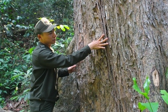 Loại gỗ nằm trong Sách Đỏ Việt Nam, là báu vật phong thủy mà người Trung Quốc ‘khát khao’