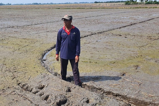 Nông dân Long An thành tỷ phú nhờ ứng dụng công nghệ: Trên trồng cây triệu đô, dưới cánh đồng lúa bội thu