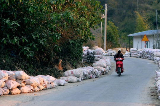 Giá sắn rớt thảm, trong tháng 3 sẽ thu mua hết cho bà con