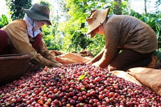 'Vàng nâu' Việt Nam lập đỉnh mới, 2 tháng đầu năm Đức, Ý, Nhật mua ào ạt