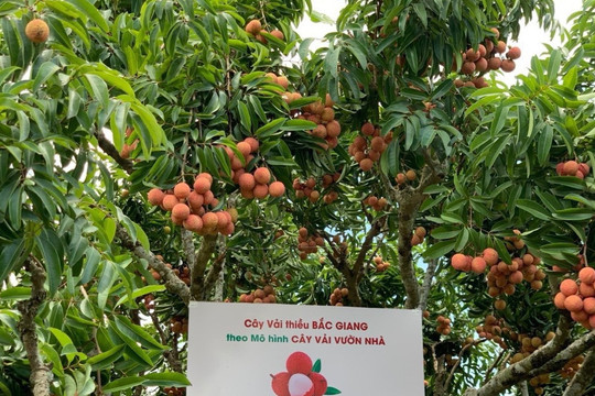 'Bắc Giang gắn với vải thiều, thành tên phường, xã tỉnh mình Bắc Ninh'