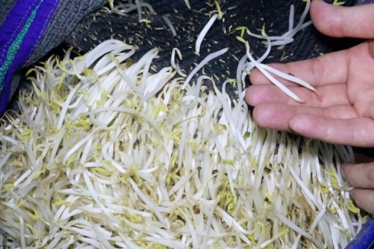 Vụ 3.500 tấn giá đỗ ngâm hóa chất 'nước kẹo' ở Nghệ An: Nhận diện giá sạch để bảo vệ sức khỏe gia đình