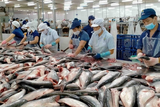 Mặt hàng được mệnh danh là mỏ vàng dưới nước của Việt Nam: Mỹ, Trung Quốc là khách hàng lớn, đem về hàng trăm triệu đô