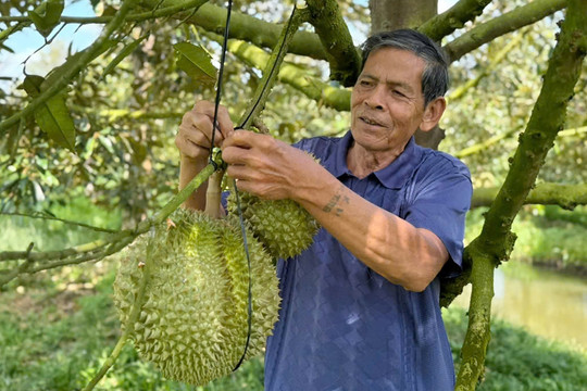 Lão nông miền Tây tiết lộ bí quyết trồng 'cây tỷ đô', đút túi 5 tỷ đồng/năm