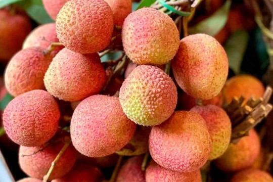 Vải u hồng và vải chín sớm ở Tây Nguyên được bán rất đắt đỏ tại TP. Hồ Chí Minh, nhiều người cảnh báo về việc bị lừa khi mua trên mạng xã hội