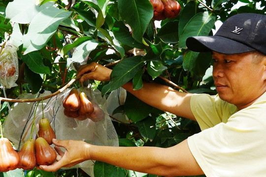 Anh nông dân miền Tây trồng mận hồng trái siêu to, ăn giòn, ngọt kiếm bộn tiền